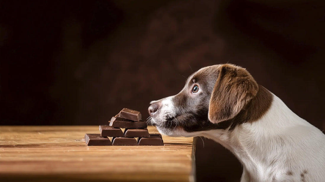 ¿Por qué los perros y gatos no deben comer chocolate?