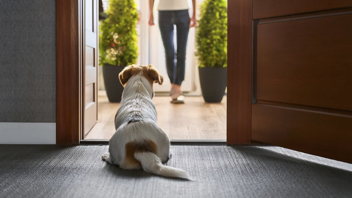 Cómo controlar el hiperapego en perros y gatos | Guía práctica