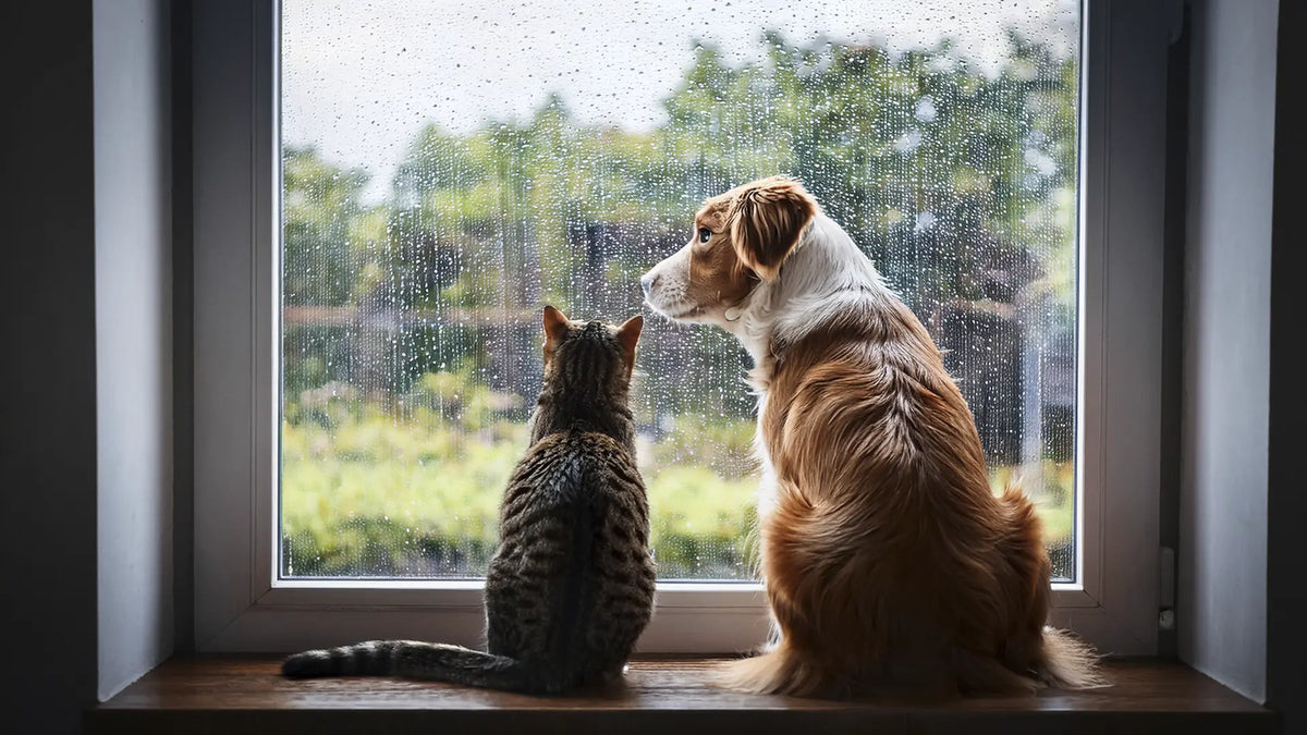 Cuidado de mascotas en invierno: cómo protegerlas del frío