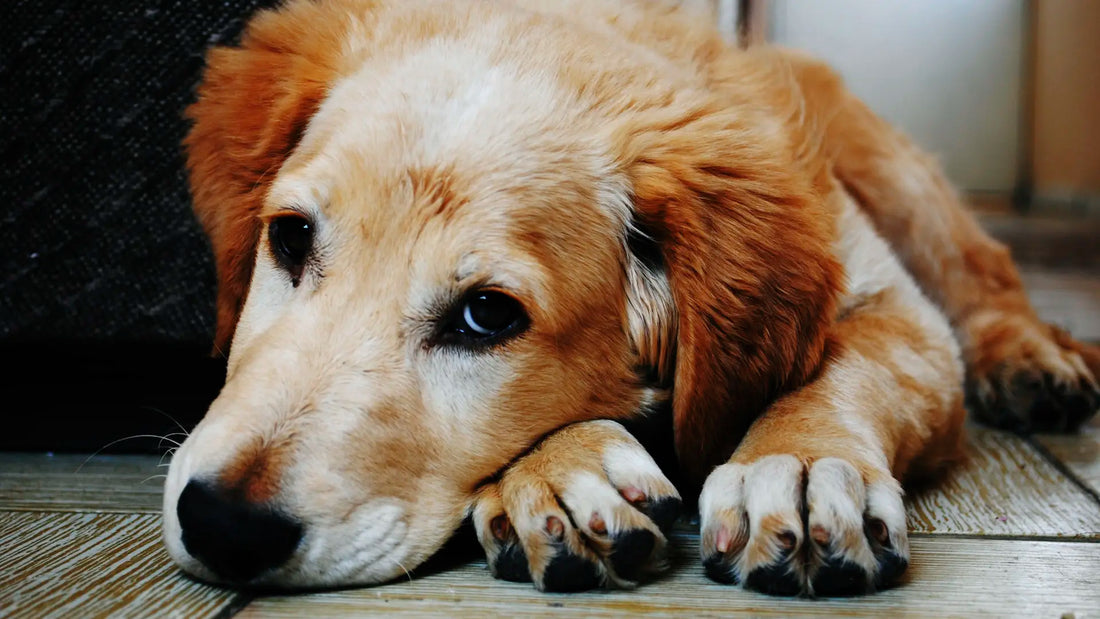 Cuándo llevar a tu mascota al veterinario para un chequeo