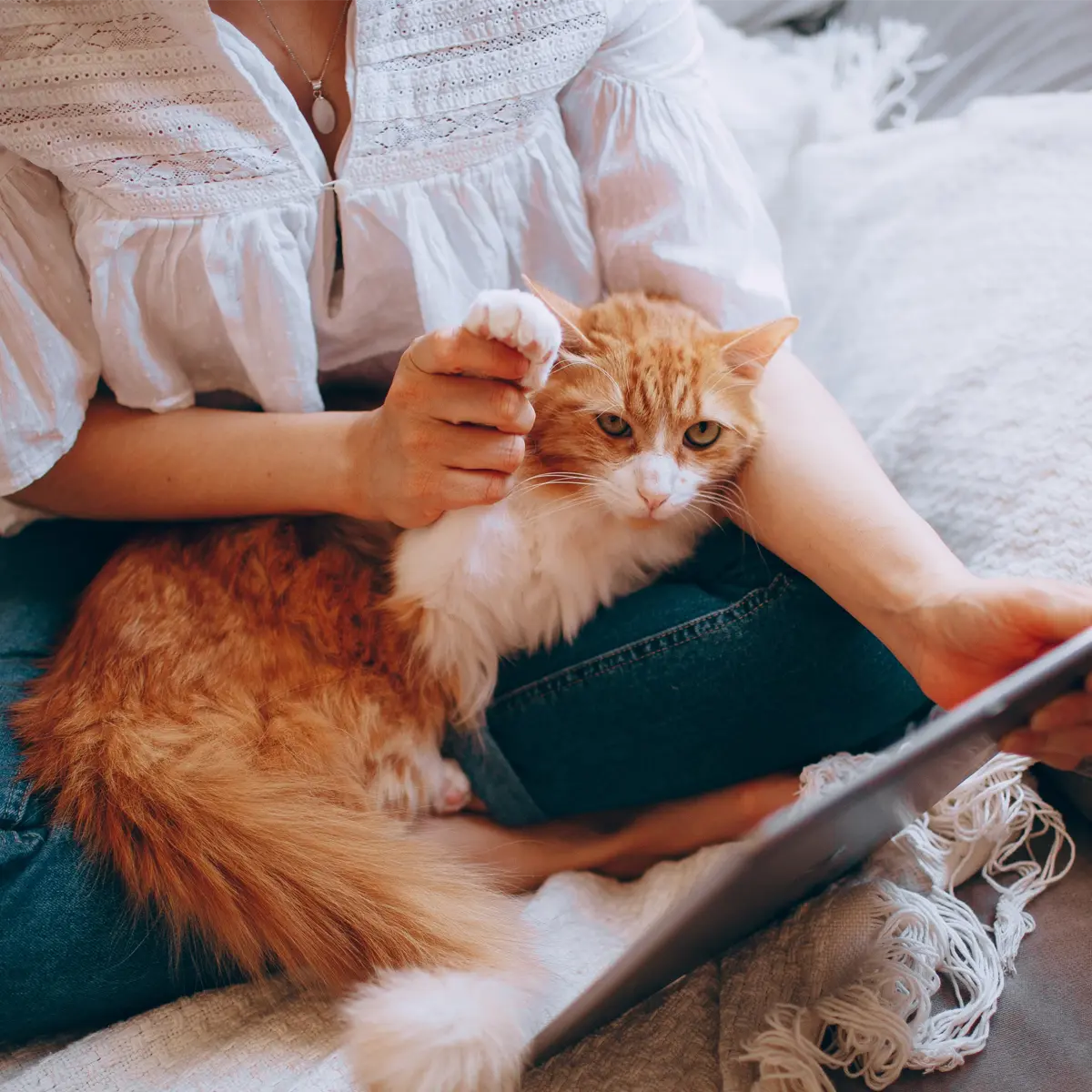 Telemedicina Felina