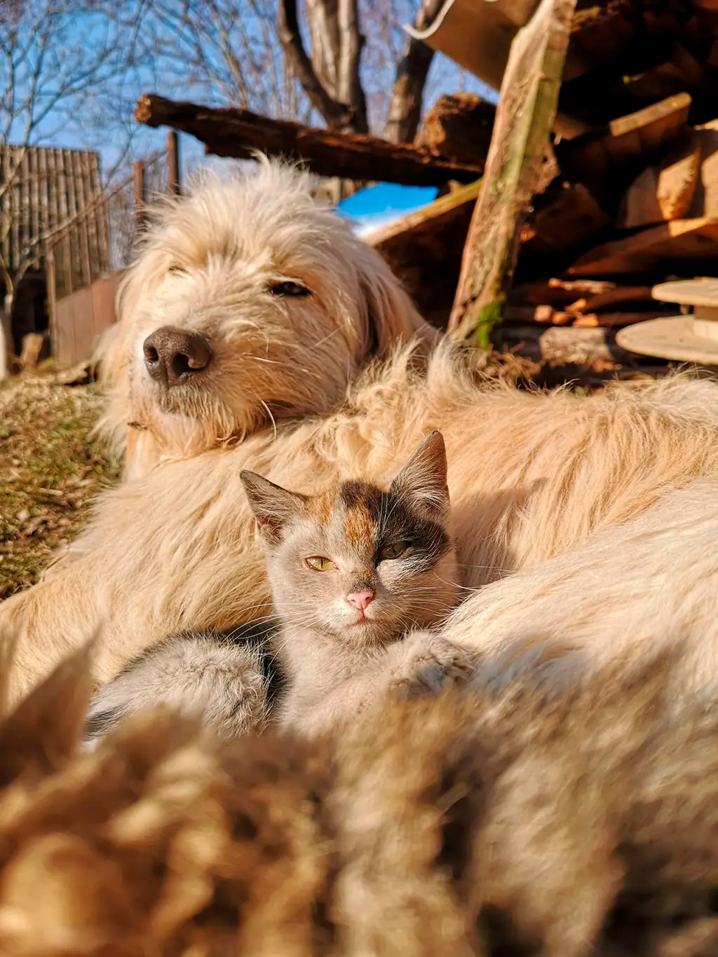 Veterinaria atendiendo a una mascota en casa