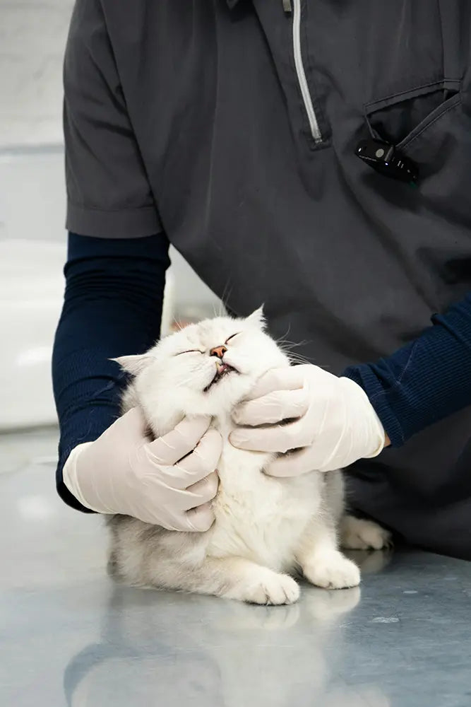 Veterinaria atendiendo a una mascota en casa